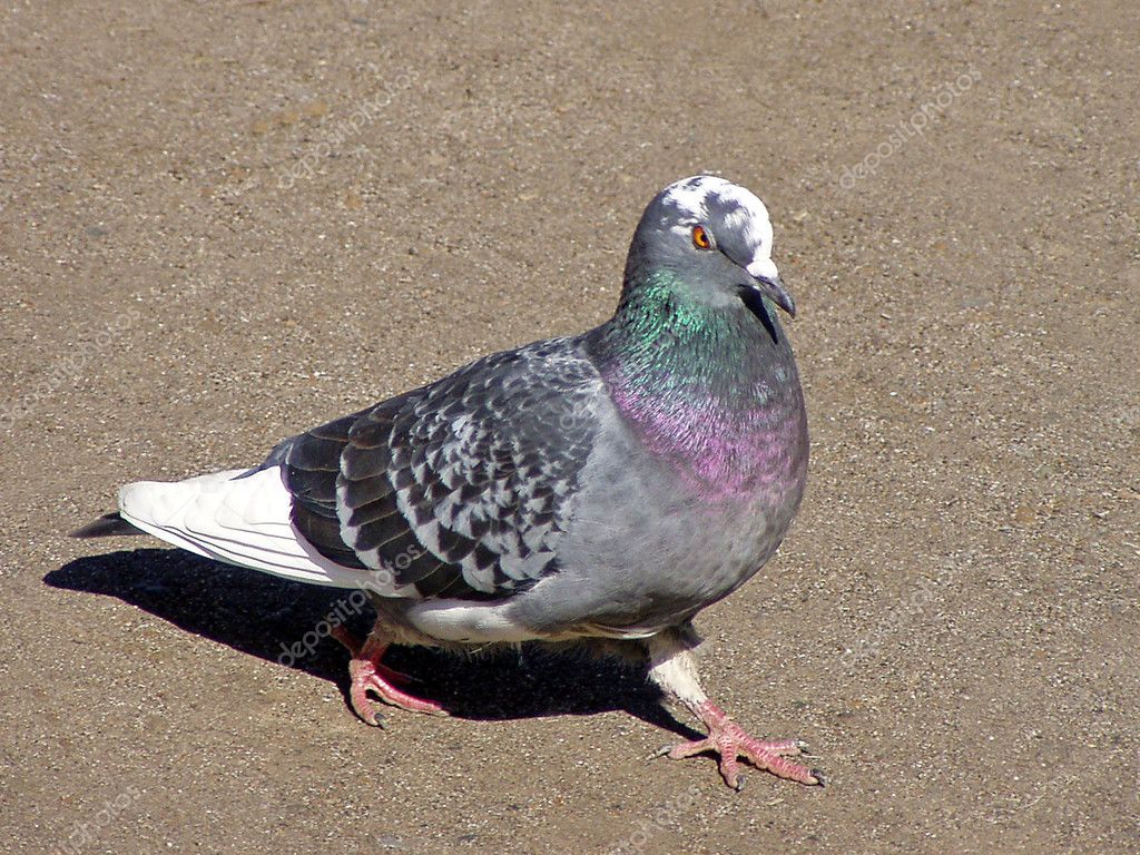 Carrier Pigeon Images