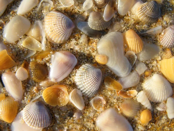 Wet shells