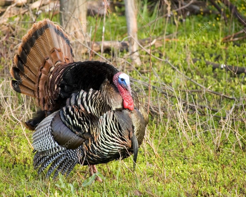 Wild Turkeys Strutting