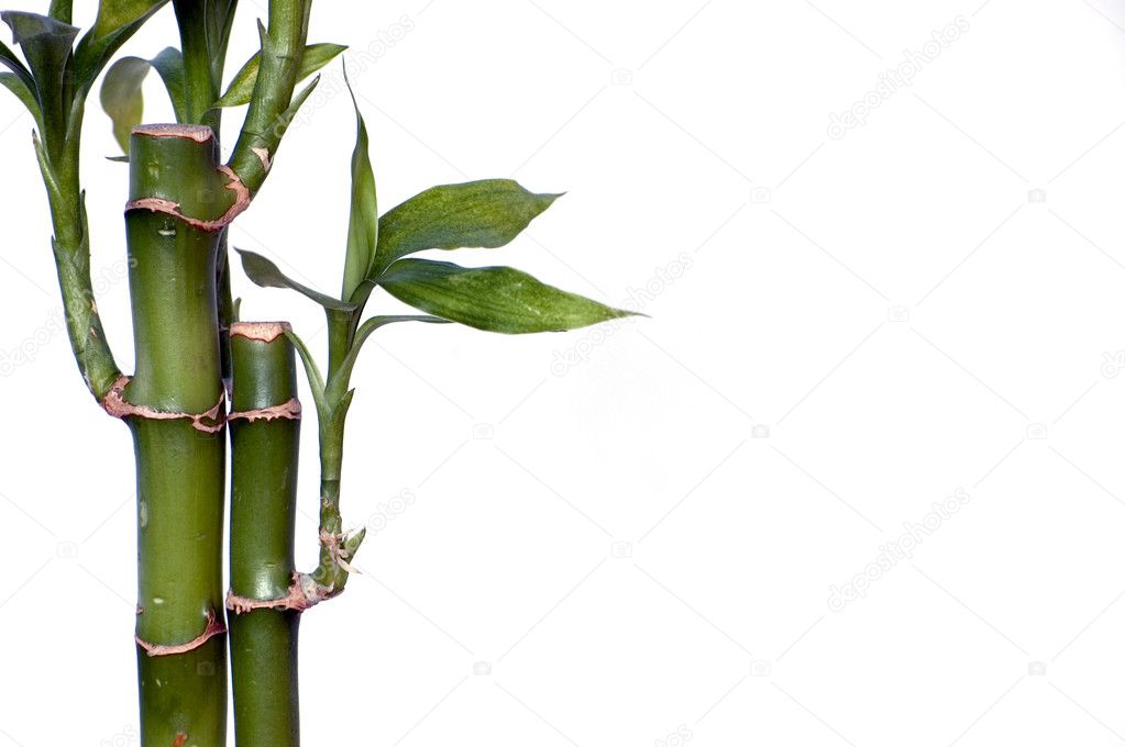 Bamboo White Background