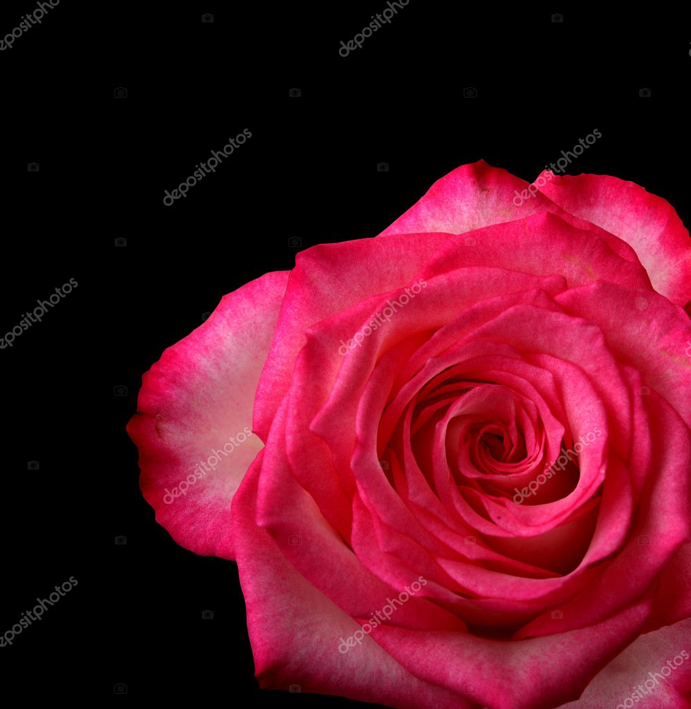 Rose On Black