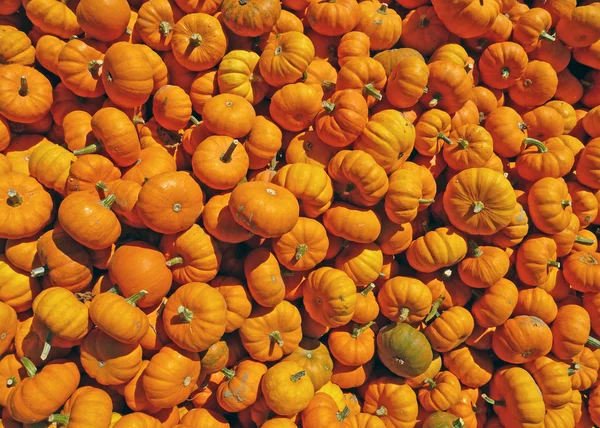 Many mini pumpkins background