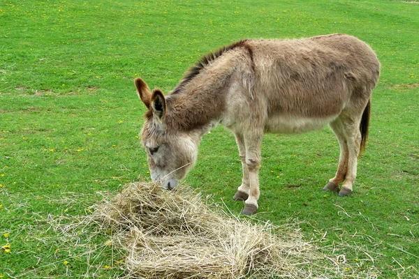 Donkey eating hay in the field
