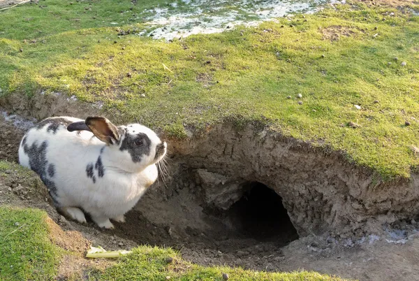 Rabbit resting by its hole