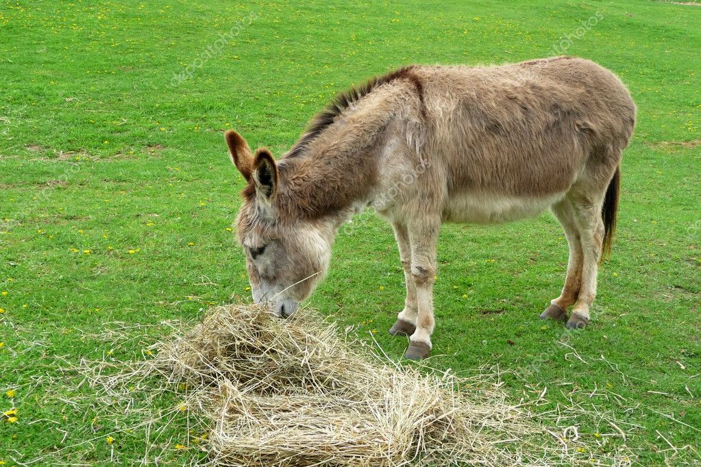 depositphotos_-stock-photo-donkey-eating-hay-in-the