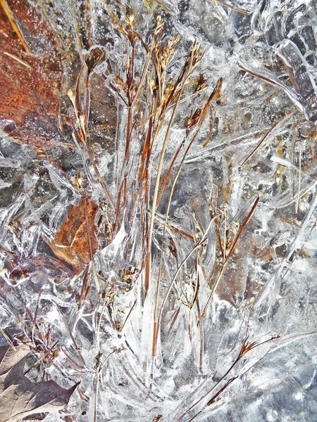 Dried plants under ice background