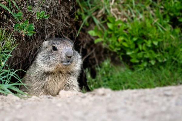 Baby Marmot