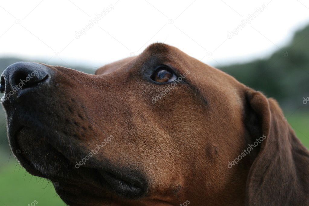 Brown Dog Face Labrador — Stock Photo © Mcherkass 1918095