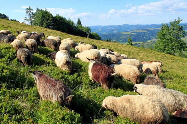 flock of sheep by ddcoral