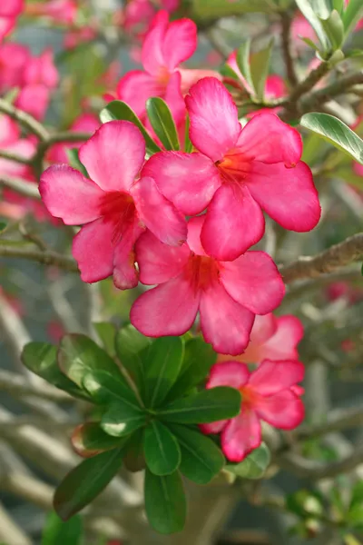 Desert Rose flower