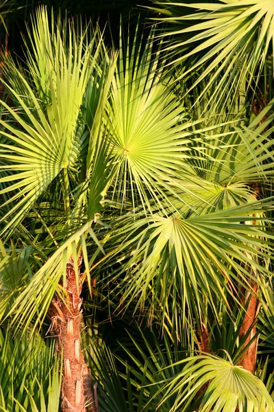 Green fan fern palm leaves