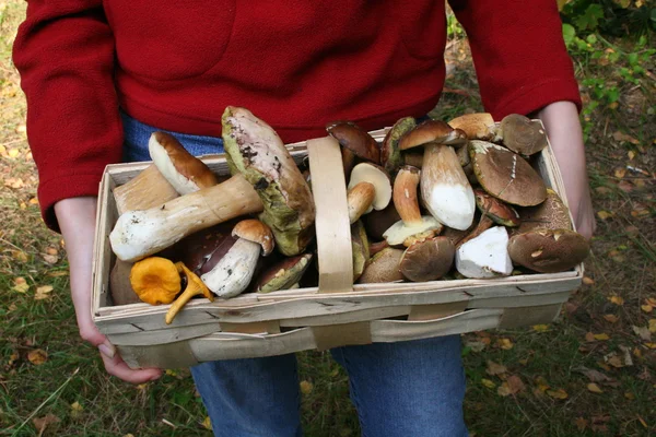 Autumn edible mushrooms