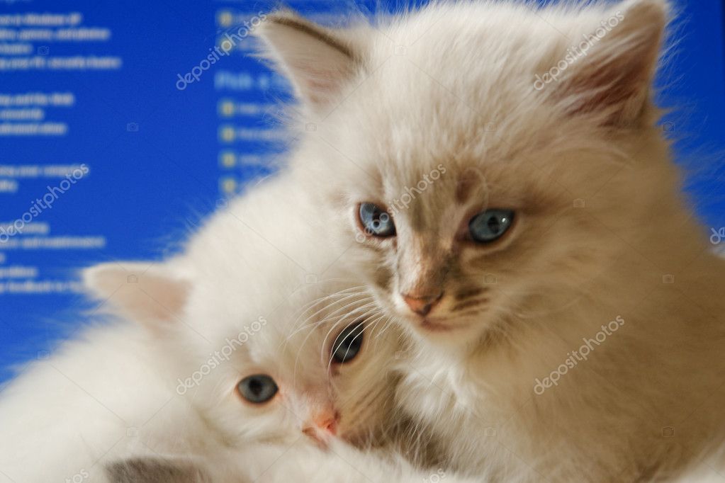 Bilgisayar ekran arka planı ile yavru kedi — Stok Foto © orhancam 2209970
