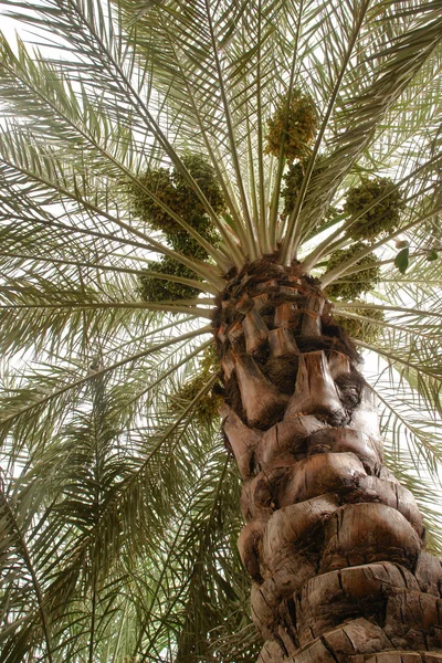 Dates palm tree