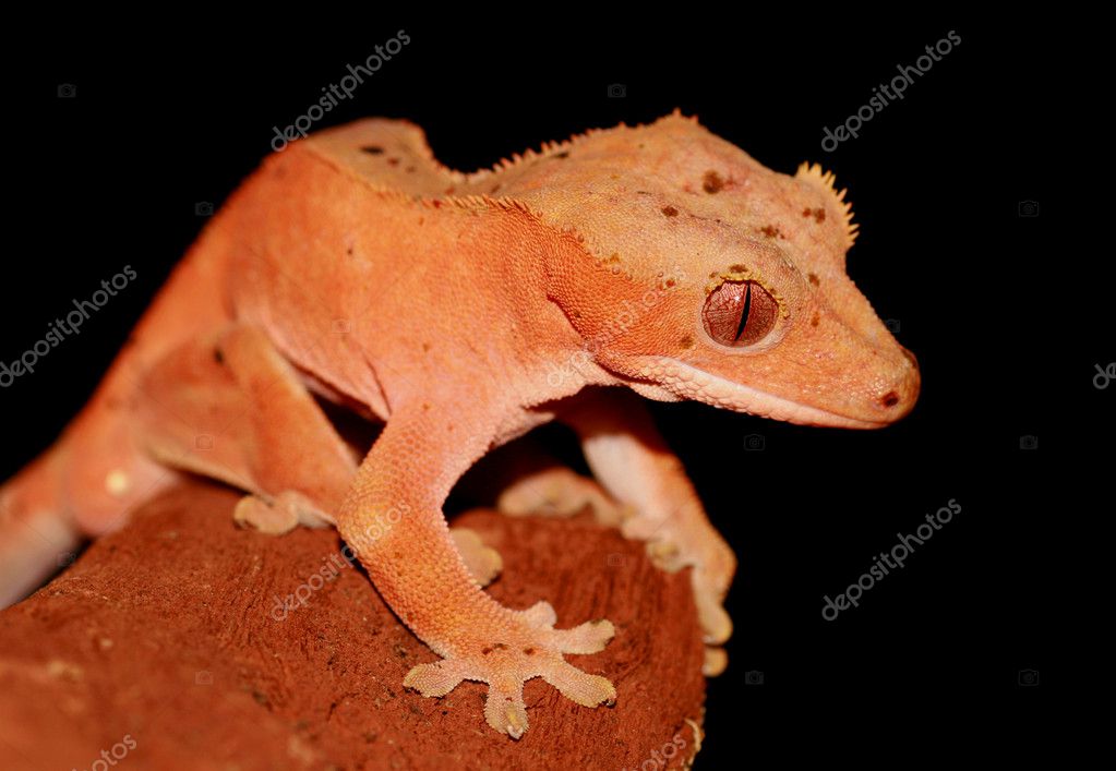 Big Crested Gecko