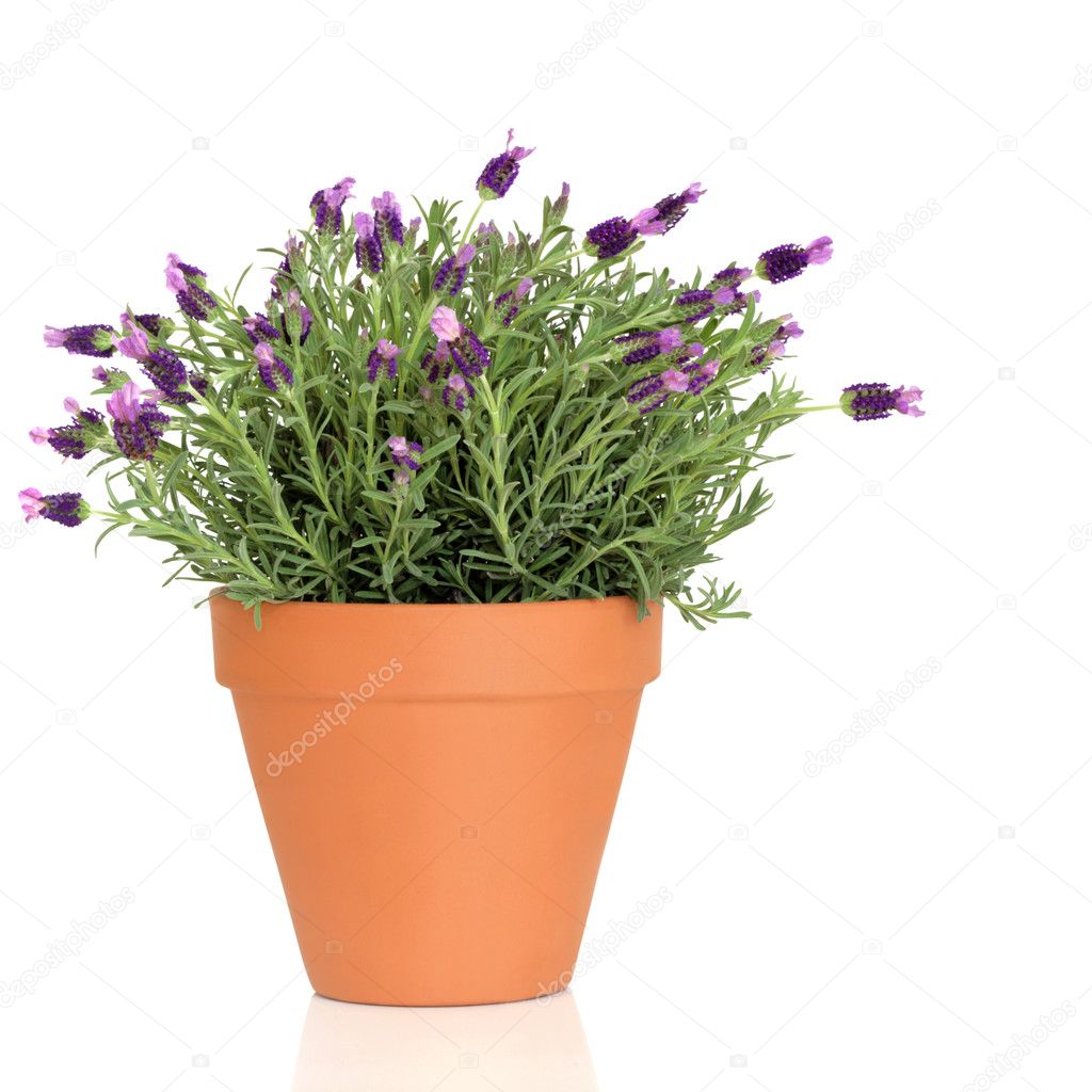 Lavender Herb Plant Stock Photo Marilyna