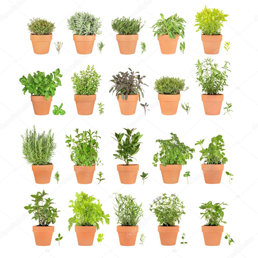 Twenty Herbs in Pots with Leaf Sprigs — Stock Photo © marilyna 2082400