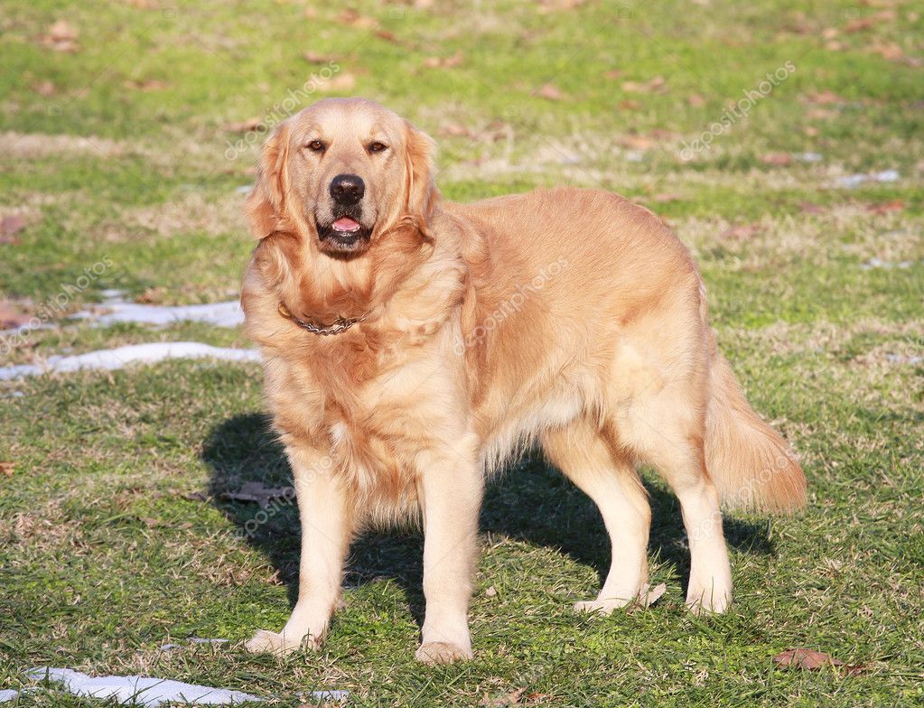 Get golden retriever dog memorial markers