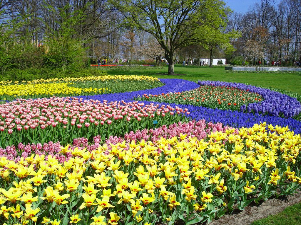 Colourful Spring Flowers