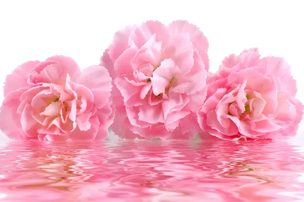 Pink flowers and reflection