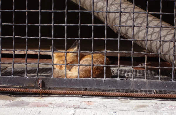 Fox behind bars