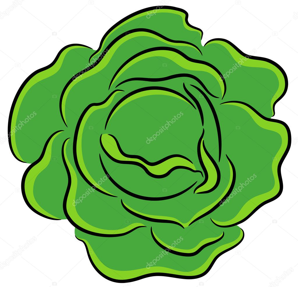 Cabbage Vector