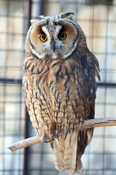 Owl in the zoo