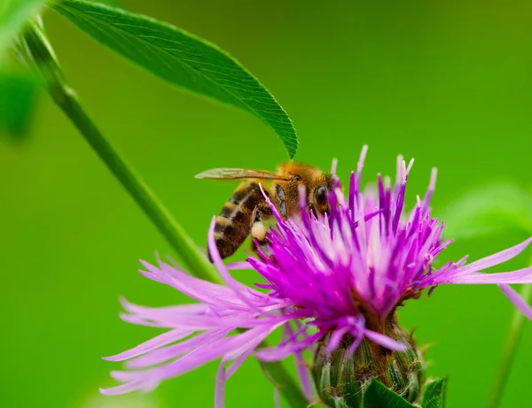 Stock Photo: Bee at work