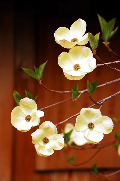 Dogwood+flower+pictures+free