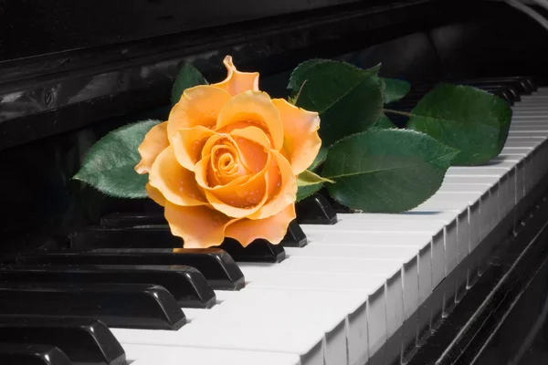 Rose on piano key