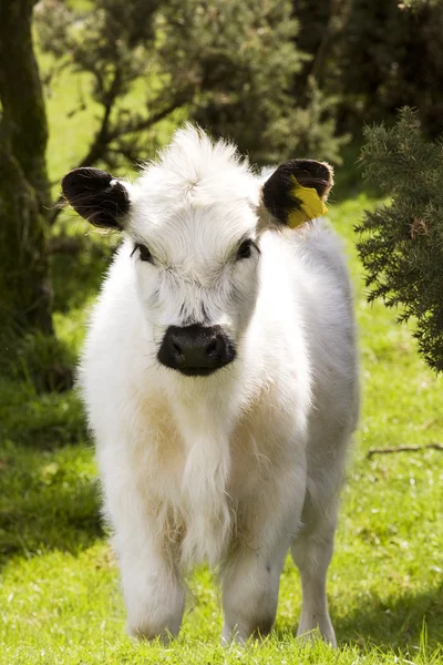 Cute Calf