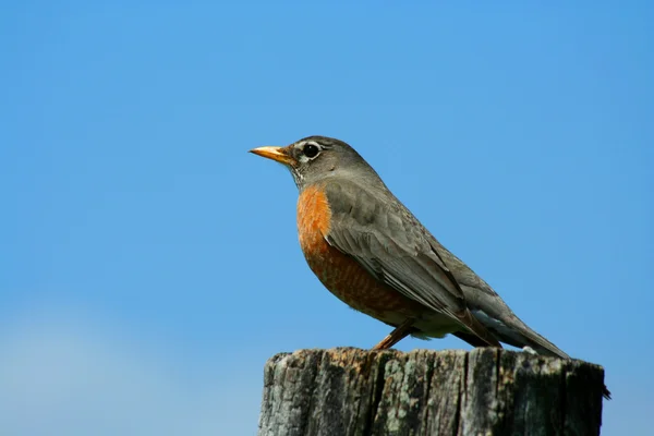 Redbrested robin on a fence post