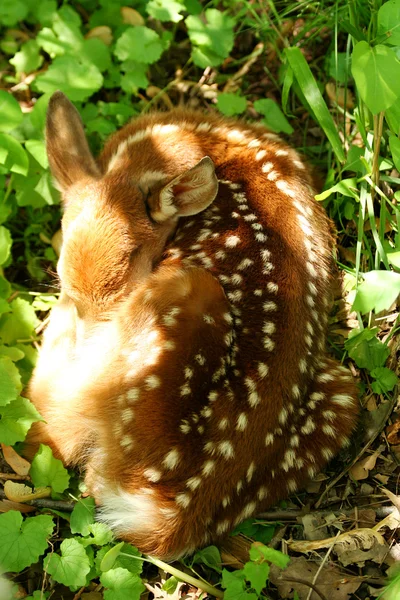 Baby deer curled up sleeping