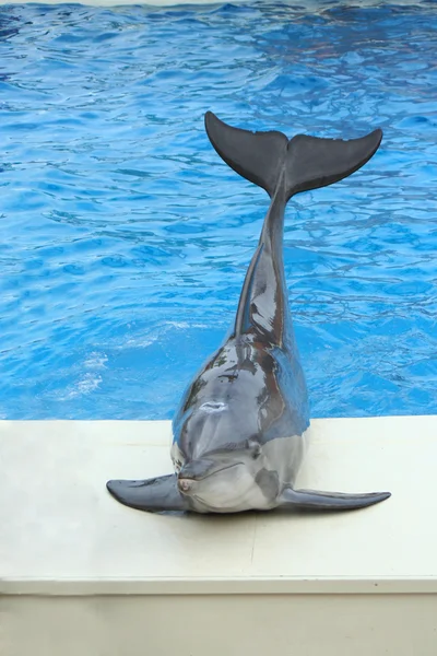 Dolphin sitting on the edge of a pool