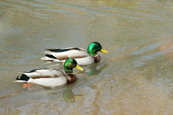 Two male mallard ducks swimming