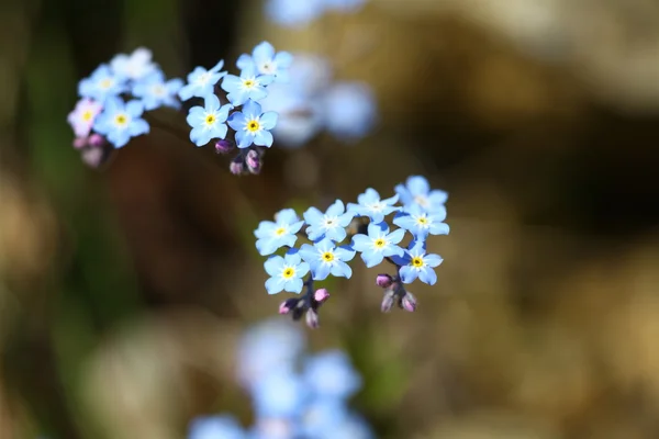 forget me not — Stock Photo #2019469
