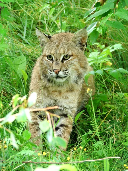 Bobcat lynk sitting in grass close-up