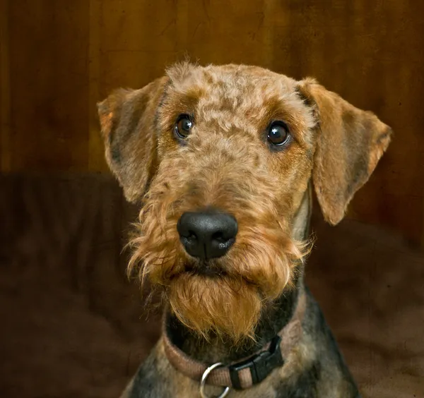 Guilty looking airedale terrier dog