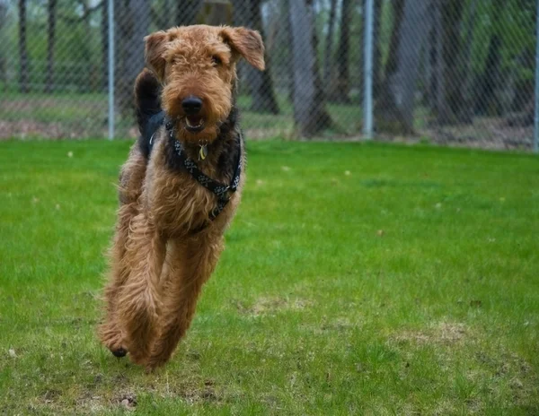 Airedale terrier dog running outdside