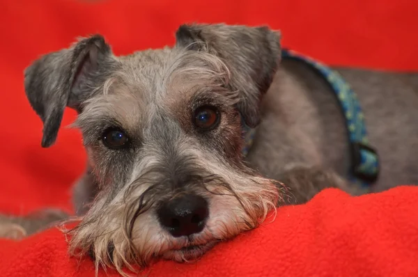 Miniature schnauzer dog resting on a red blanket