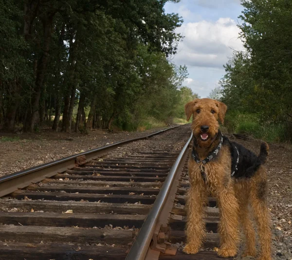Dog standing next to rail road tracks