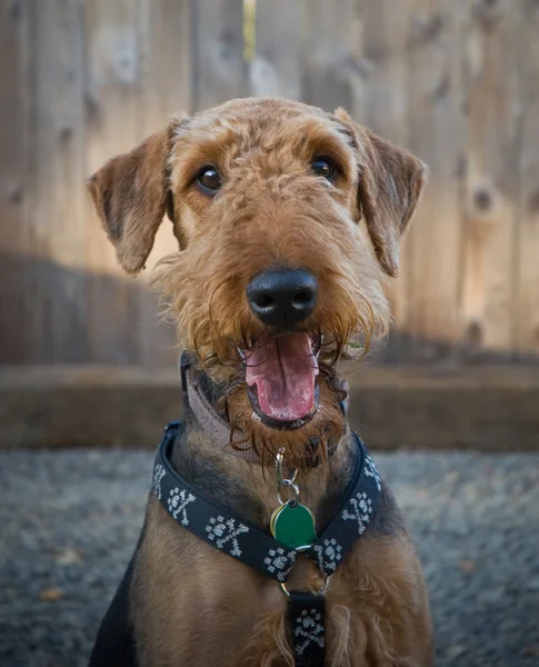 Airedale terrier dog smiling