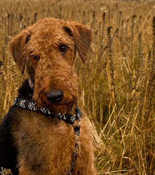 Airedale terrier dog sitting in a wheat field