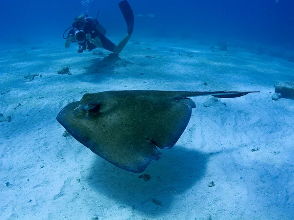 Scuba diver photographing stingray