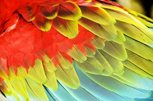Colourful wings