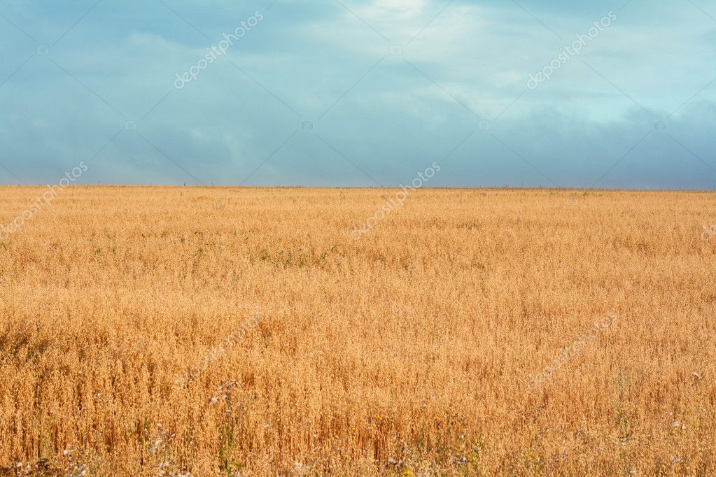 yellow herbs