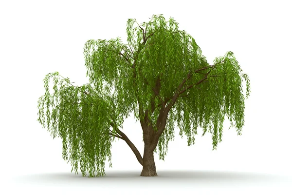 3d green tree weeping willow isolate by Inna Yakusheva Stock Photo