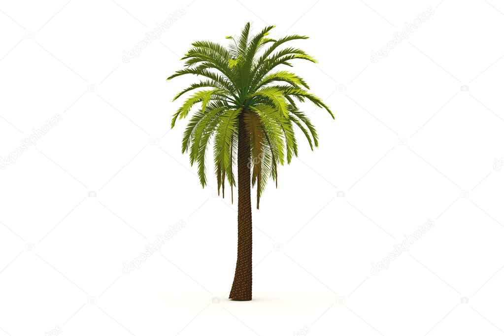 palm tree render
