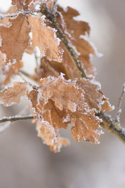 The branch with frosted dry oak leaves