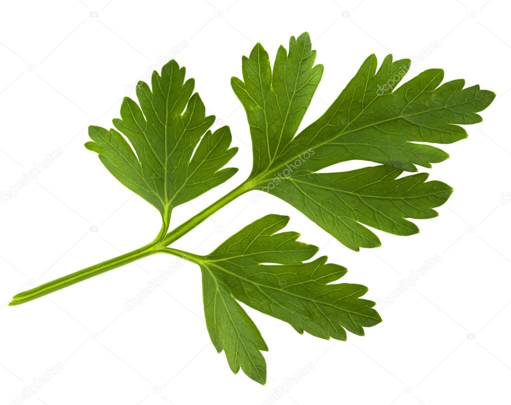 parsley leaf